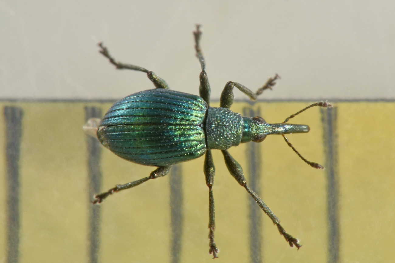 Apionidae: Pseudoprotapion astragali?  Sì !
